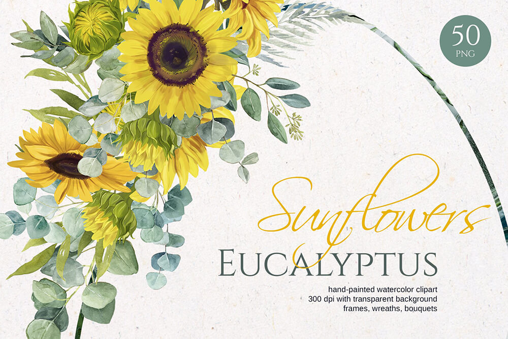 手绘向日葵&桉树水彩插画集合