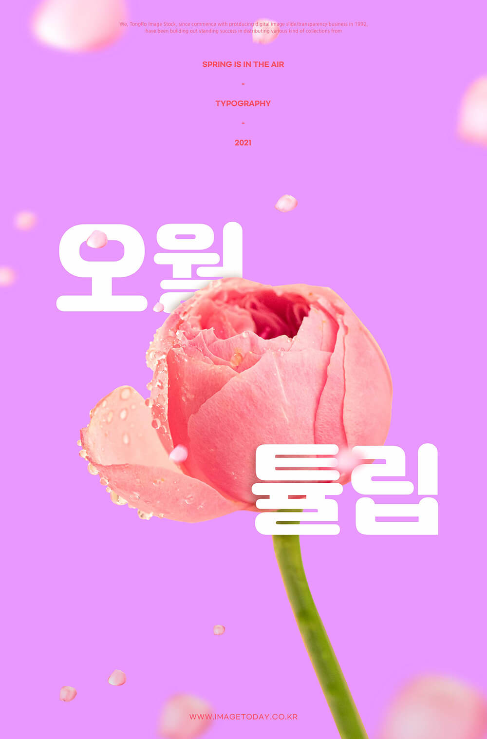 粉色郁金香春天&情人节主题海报设计模板