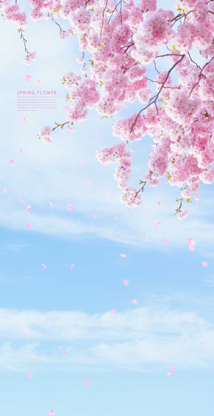 粉色樱花天空手机壁纸背景素材
