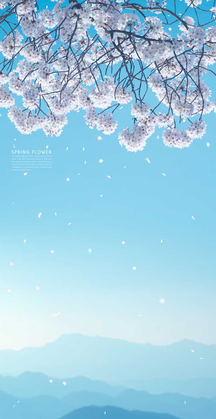白色樱花蓝天风景手机壁纸背景素材
