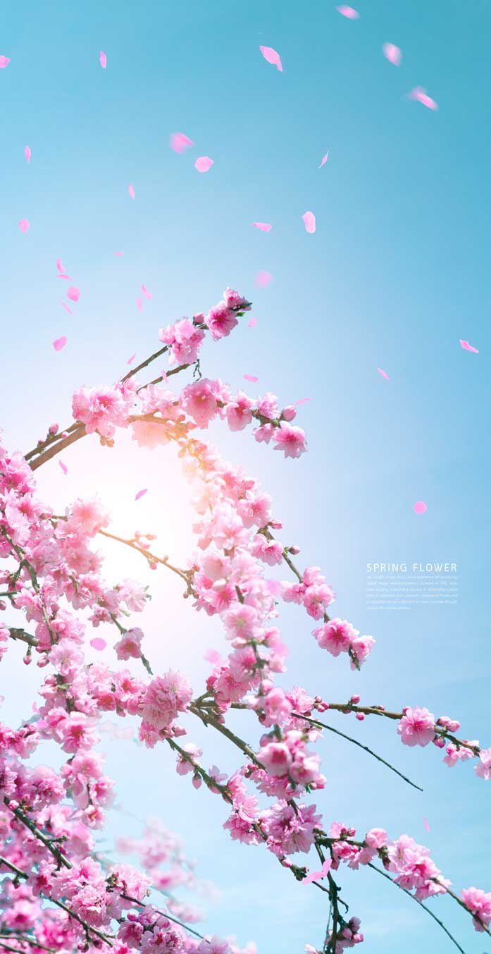 盛开樱花手机壁纸背景素材