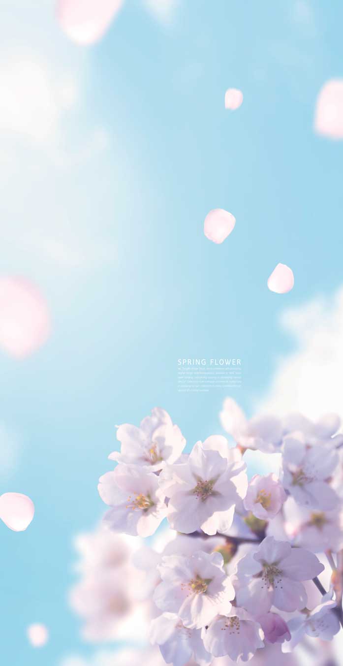 蓝天樱花春季主题手机壁纸背景素材
