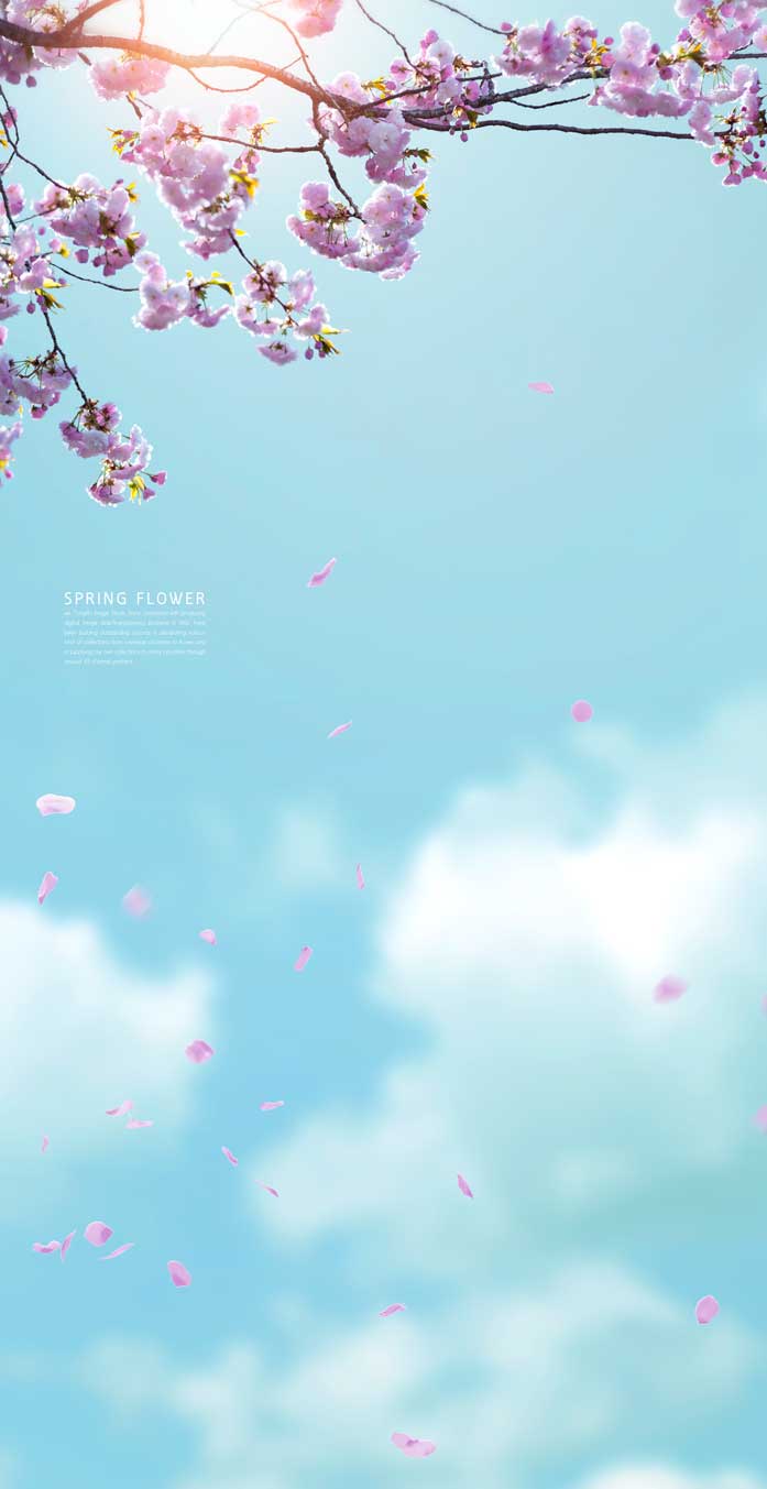 飘落樱花蓝天手机壁纸背景素材