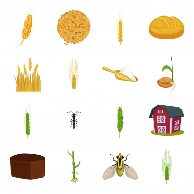 卡通小麦面粉矢量图标