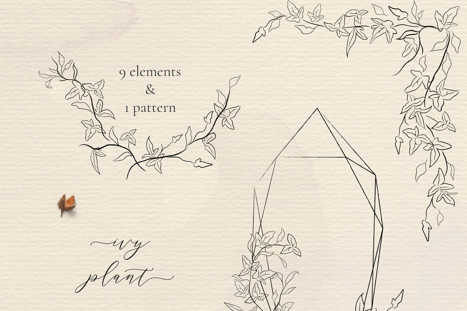 线描植物花卉框架婚礼邀请设计素材 Line drawing Ivy plant illustrations Florals